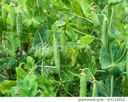 Snap peas 63118918