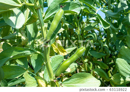 Broad beans 63118922