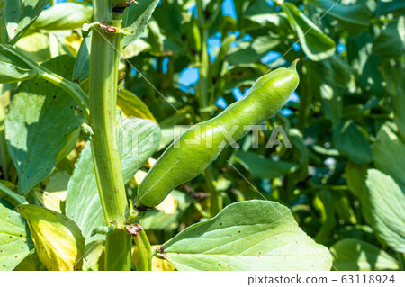Broad beans 63118924