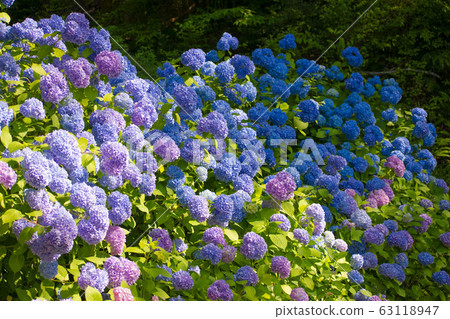Hydrangea in full bloom 63118947