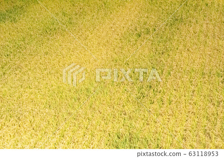 Rice field 63118953