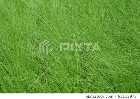Long stem green grass background, Natural green leaves texture. Long stem green grass background, Natural green leaves texture. 63118978
