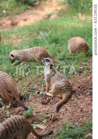 meerkat  63119038