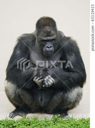 西大猩猩 63119415
