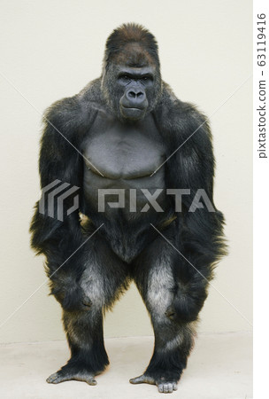 西大猩猩 63119416