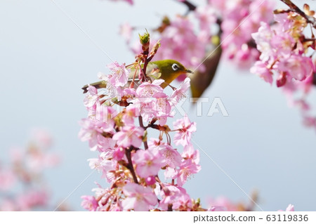 Full bloom Kawazu Sakura & White-eye: Cherry blossom trees: Hoya River Full bloom Kawazu Sakura & White-eye: Cherry blossom trees: Hoya River 63119836