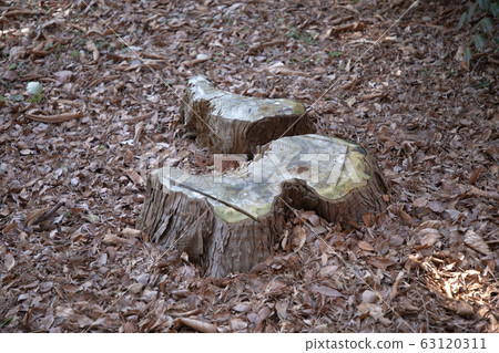 樹樁陰影 63120311