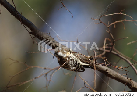 Kogella moth 63120329