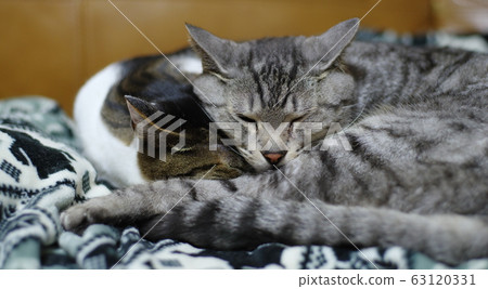 Cats sleeping well 63120331
