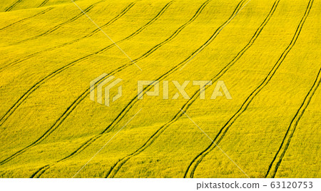 Yellow rape field with line of tracks Yellow rape field with line of tracks 63120753