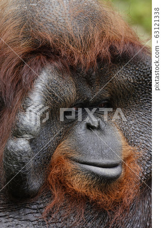 Orangutan 63121338