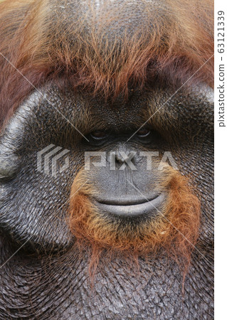 Orangutan 63121339