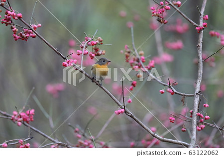 鴝姬鶲 鴝姬鶲 63122062