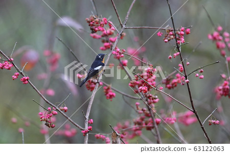 Male of wheat 63122063