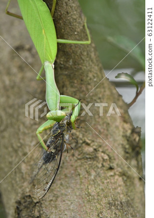 Predation of Red-tailed Mantis Predation of Red-tailed Mantis 63122411