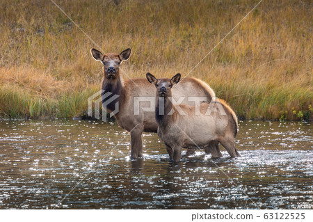 Deers standing in middle of river. 63122525