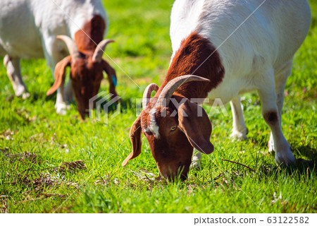 Goats grazing on a daily farm 63122582