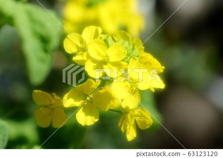 春天的花朵:花:花壇 春天的花朵:花:花壇 63123120
