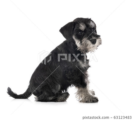 miniature schnauzer in studio 63123483