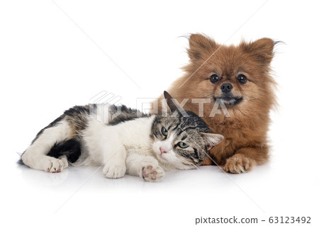 stray cat and spitz 63123492