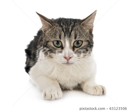 stray cat in studio stray cat in studio 63123506