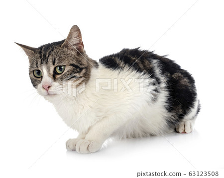 stray cat in studio stray cat in studio 63123508