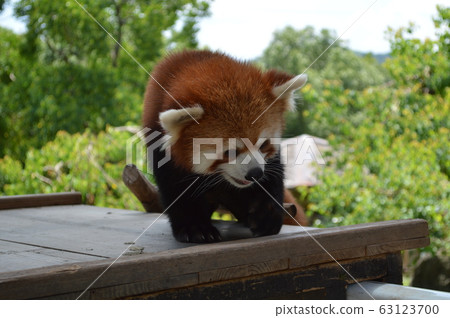 Lesser panda Lesser panda 63123700