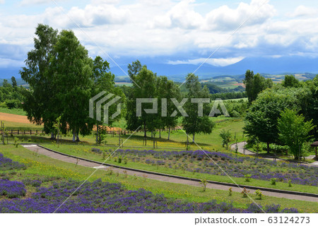 View from Northwest Hill Observation Park (Biei-cho, Hokkaido) 63124273