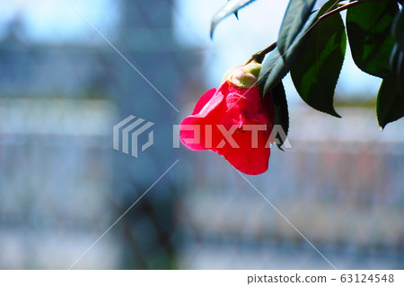 Camellia Camellia 63124548