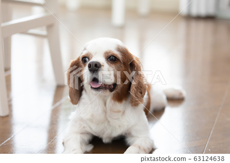 Pet Cavalier 63124638
