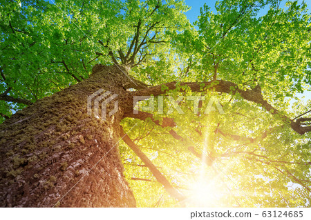 old linden tree foliage in morning light with sunlight old linden tree foliage in morning light with sunlight 63124685