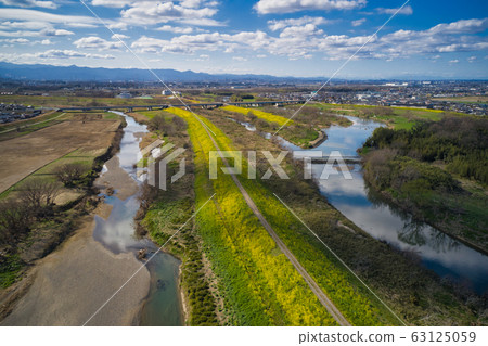 在入羽河，小羽河和越邊河兩岸{Sa玉縣川越市}開滿鮮花的油菜花（無人駕駛飛機拍攝） 63125059