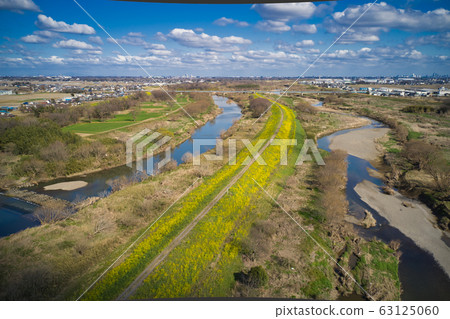 Full bloom rape blossoms blooming on the banks of the Iruma, Kohane and Koshibe rivers {Kawagoe City, Saitama Prefecture} (Aerial shot by drone) 63125060