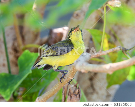 Beautiful baby bird in my garden (Olive-backed Sunbird) 63125063