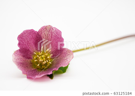 Christmas Rose Christmas Rose in Life Christmas Rose Christmas Rose in Life 63125184