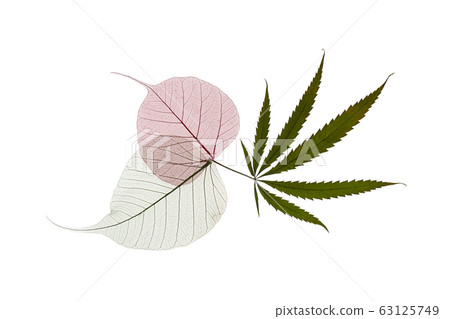 Dried hemp and colorful skeleton leaves on white Dried hemp and colorful skeleton leaves on white 63125749