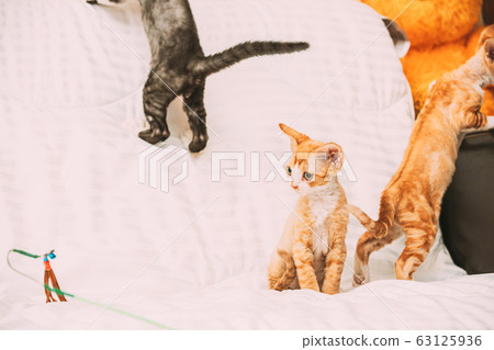Funny Curious Young Red Ginger And Gray Devon Rex Kitten Playing Together At Home Sofa. Short-haired Cat Of English Breed Funny Curious Young Red Ginger And Gray Devon Rex Kitten Playing Together At Home Sofa. Short-haired Cat Of English Breed 63125936