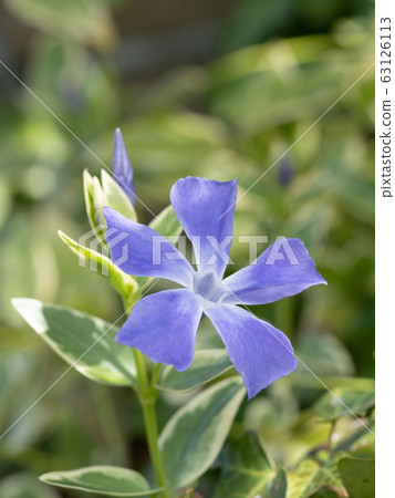 Blue purple periwinkle 63126113
