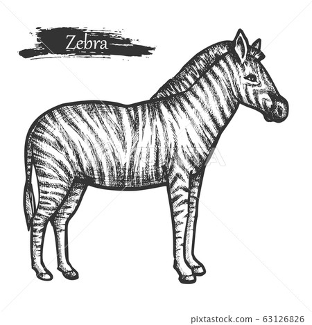 Zebra sketch, zoo and African jungle wild animal 63126826