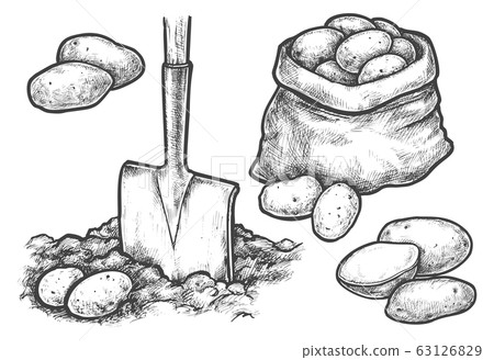 Sketch potato harvesting or farm planting 63126829
