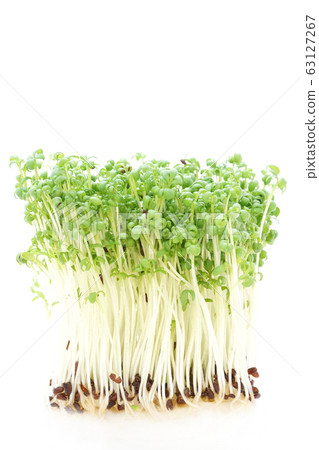 Cress Sprout Cress Sprout 63127267