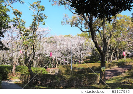 津賀/三田桃山台櫻花節 63127985