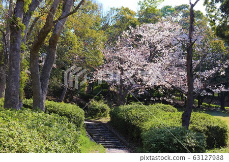 Tsuga / Mikita Momoyamadai Sakura Festival Tsuga / Mikita Momoyamadai Sakura Festival 63127988
