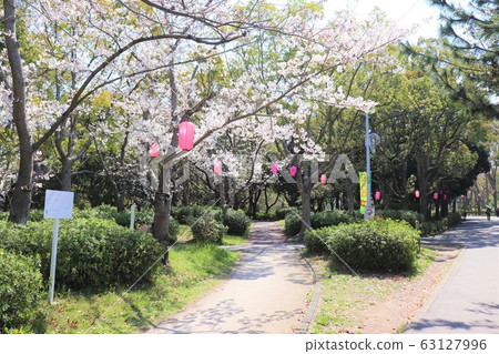 津賀/三田桃山台櫻花節 津賀/三田桃山台櫻花節 63127996