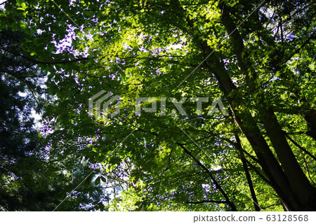 硬木和針葉樹 硬木和針葉樹 63128568