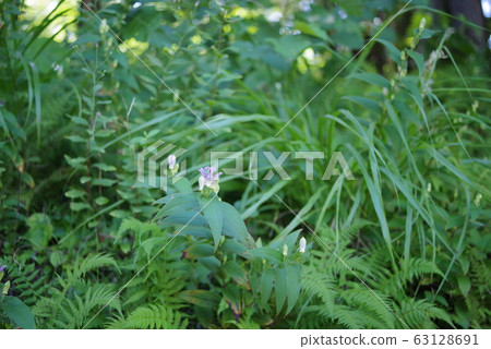 Grass field 63128691