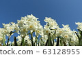 Narcissus Daffodil Paper White 63128955