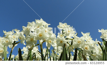 Narcissus Daffodil Paper White Narcissus Daffodil Paper White 63128955