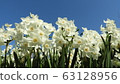 Narcissus Daffodil Paper White 63128956