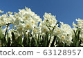 Narcissus Daffodil Paper White 63128957